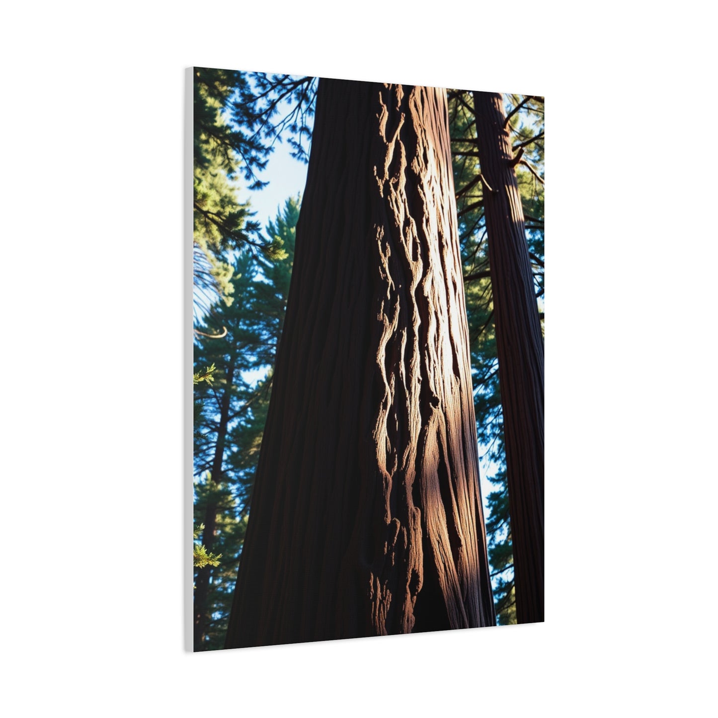 Redwood Tree Art Luxury Canvas Wall Art & Canvas Print