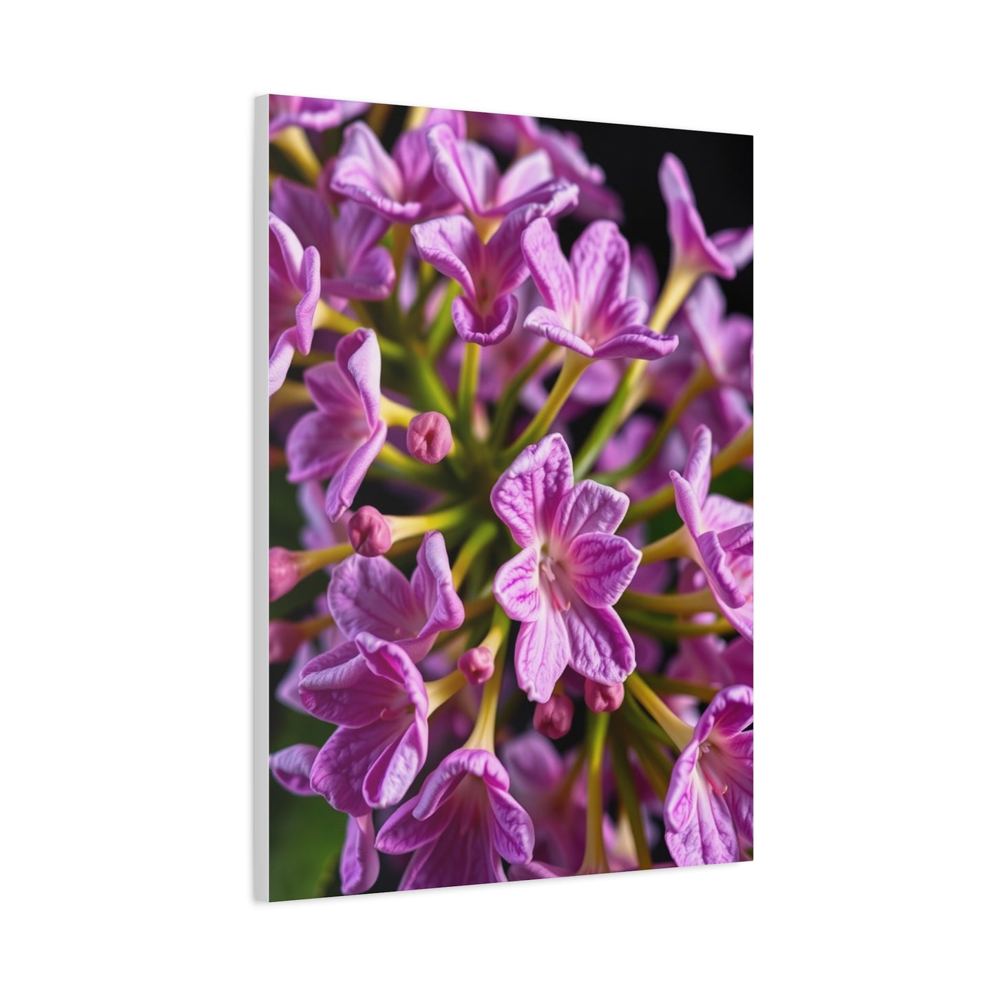 Collection Lilac Flower Art Art Wall Art & Canvas Print