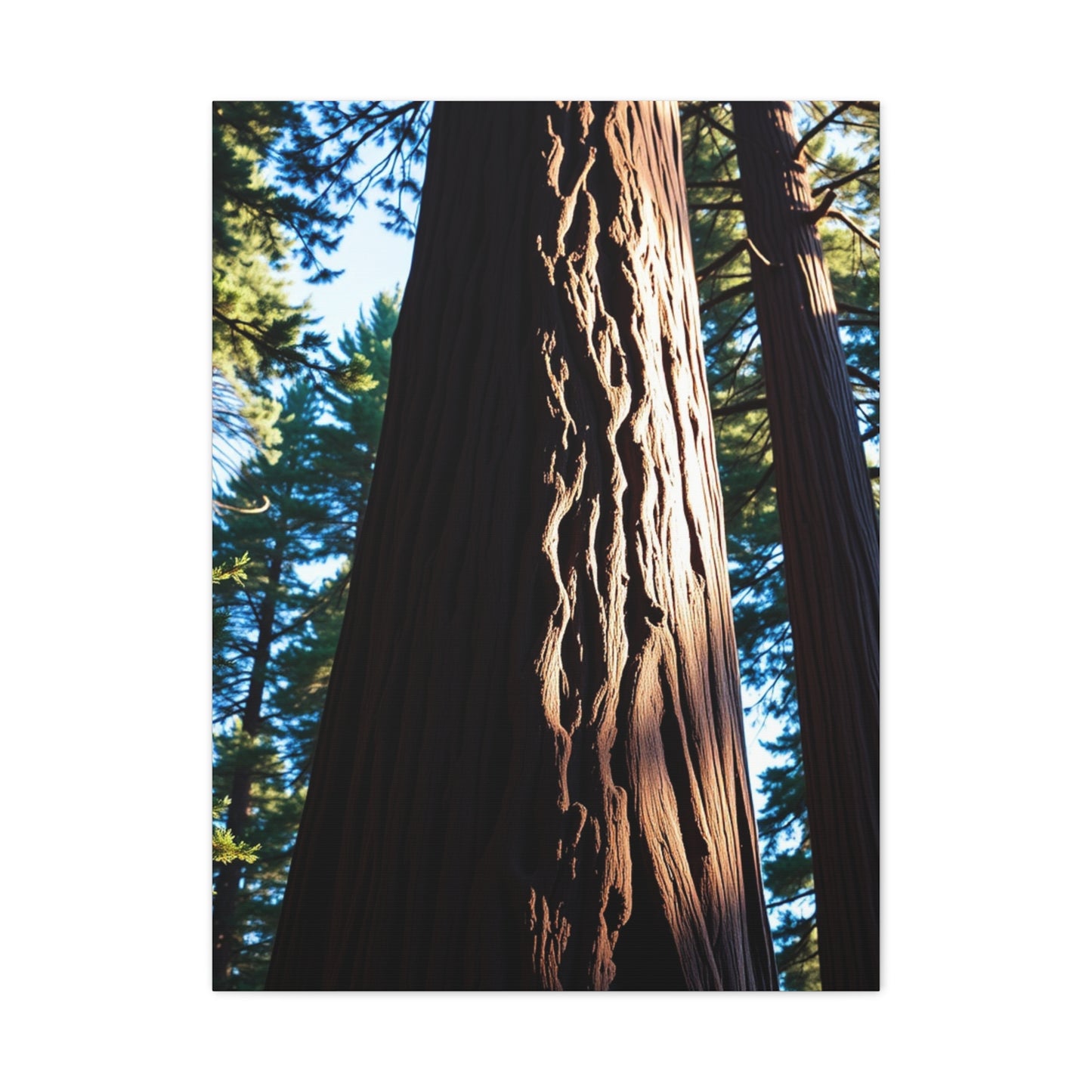 Redwood Tree Art Luxury Canvas Wall Art & Canvas Print