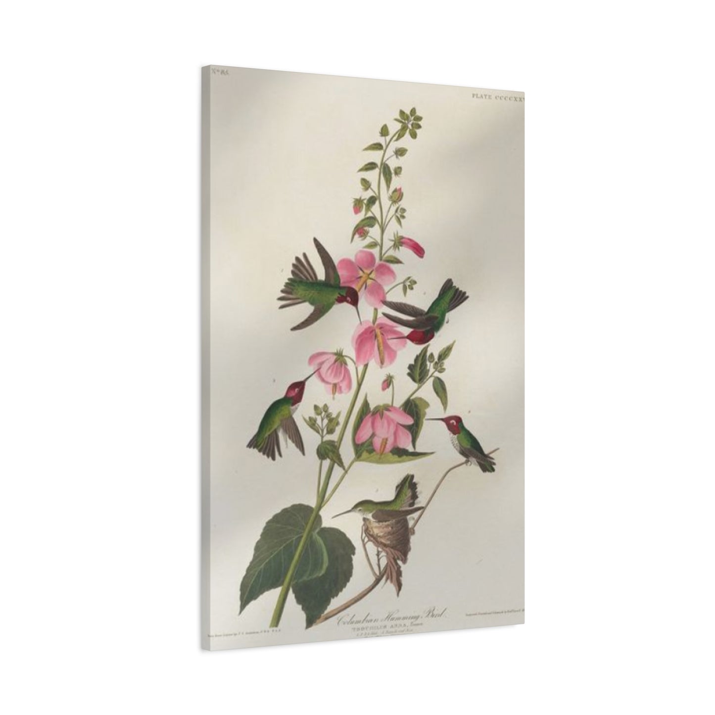 Humming Bird On Flower Painting Wall Art & Canvas Prints