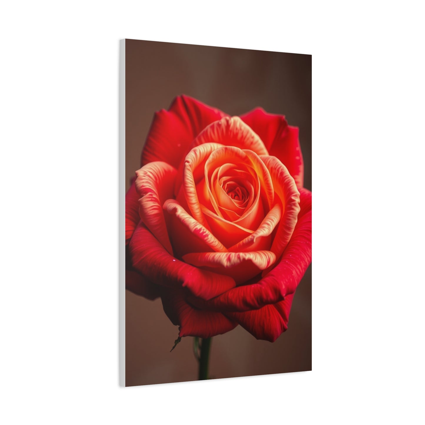 Supreme Rose Flower Art Collection Wall Art & Canvas Print
