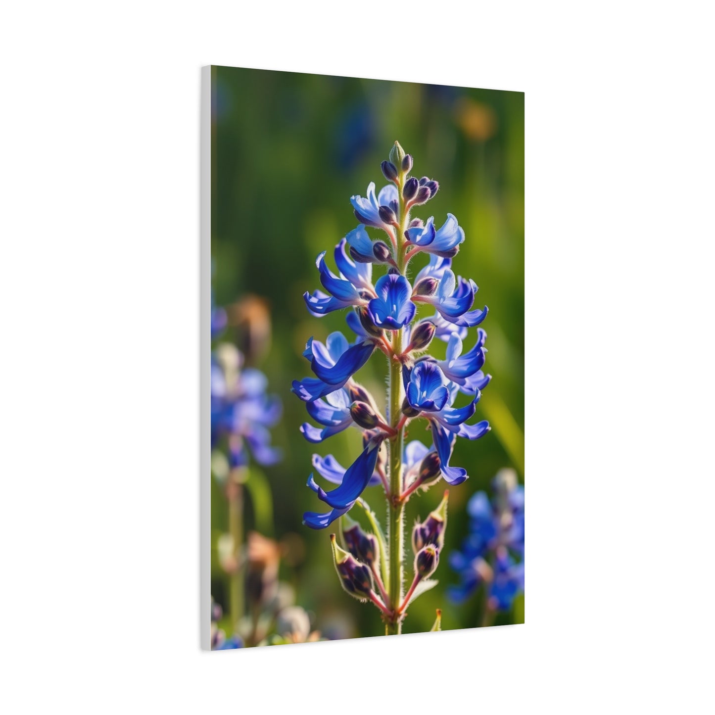 Collection Bluebonnet Flower Art Art Wall Art & Canvas Print