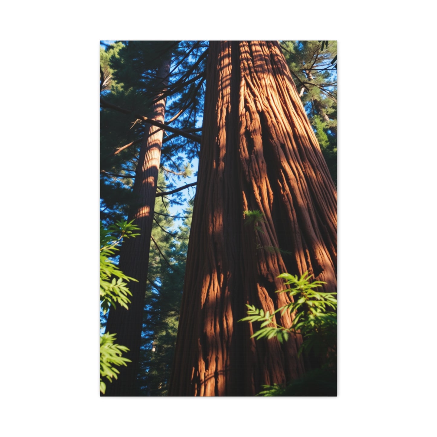 Supreme Redwood Tree Art Collection Wall Art & Canvas Print