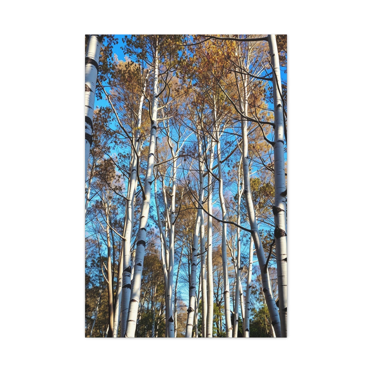 Masterpiece Aspen Tree Art Vision Wall Art & Canvas Print