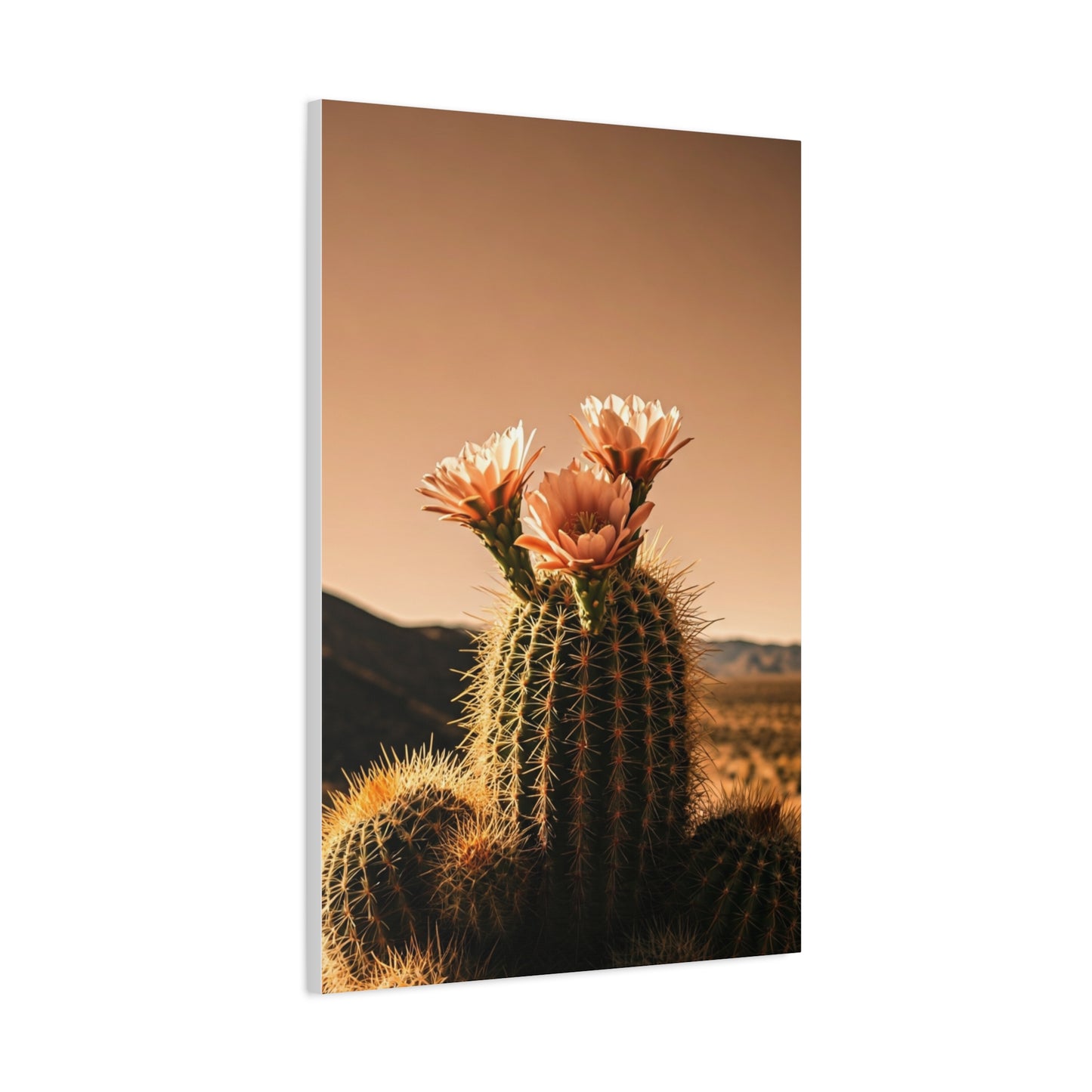 Desert Barrel Cactus Bloom at Sunset Wall Art & Canvas Prints