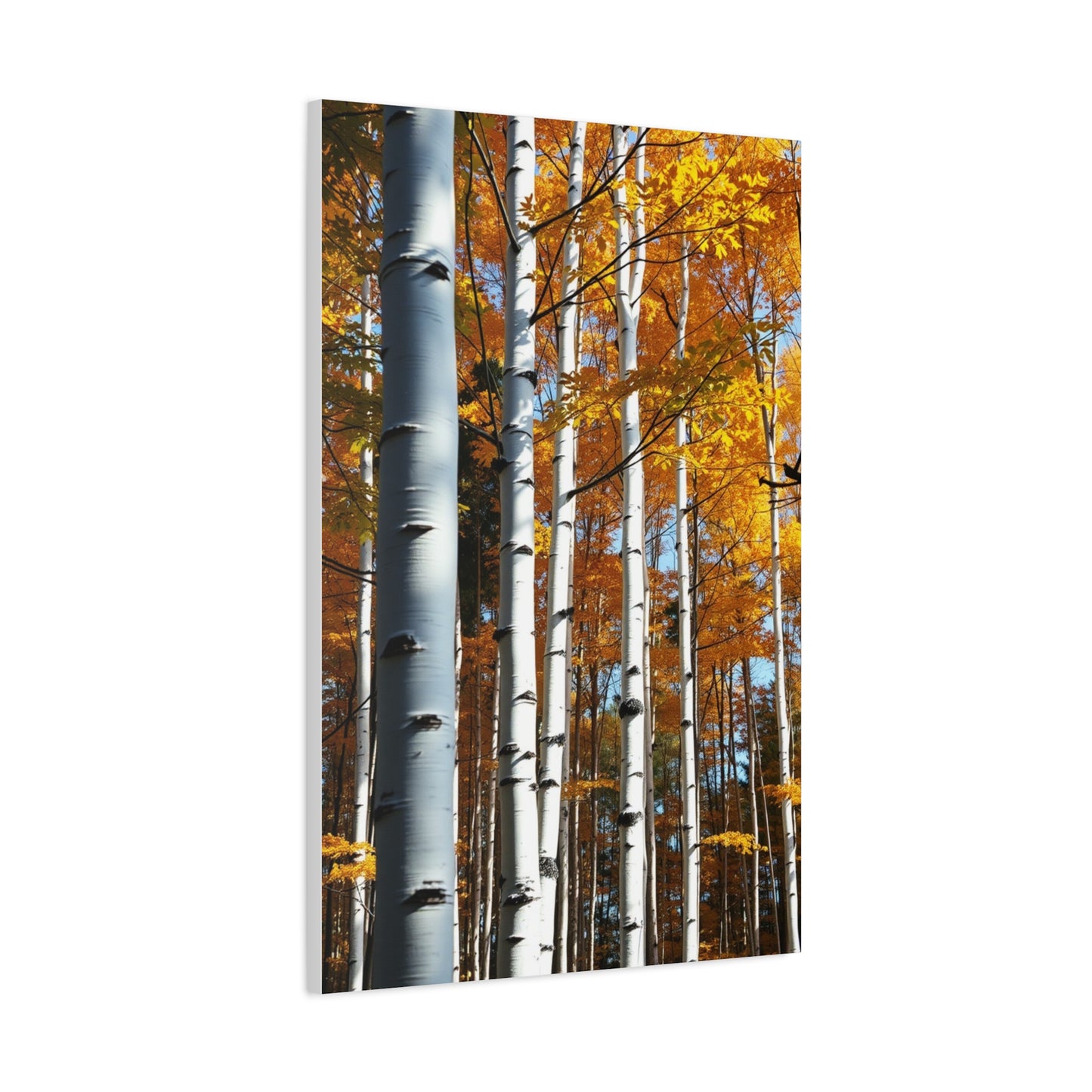 Collection Aspen Tree Art Art Wall Art & Canvas Print