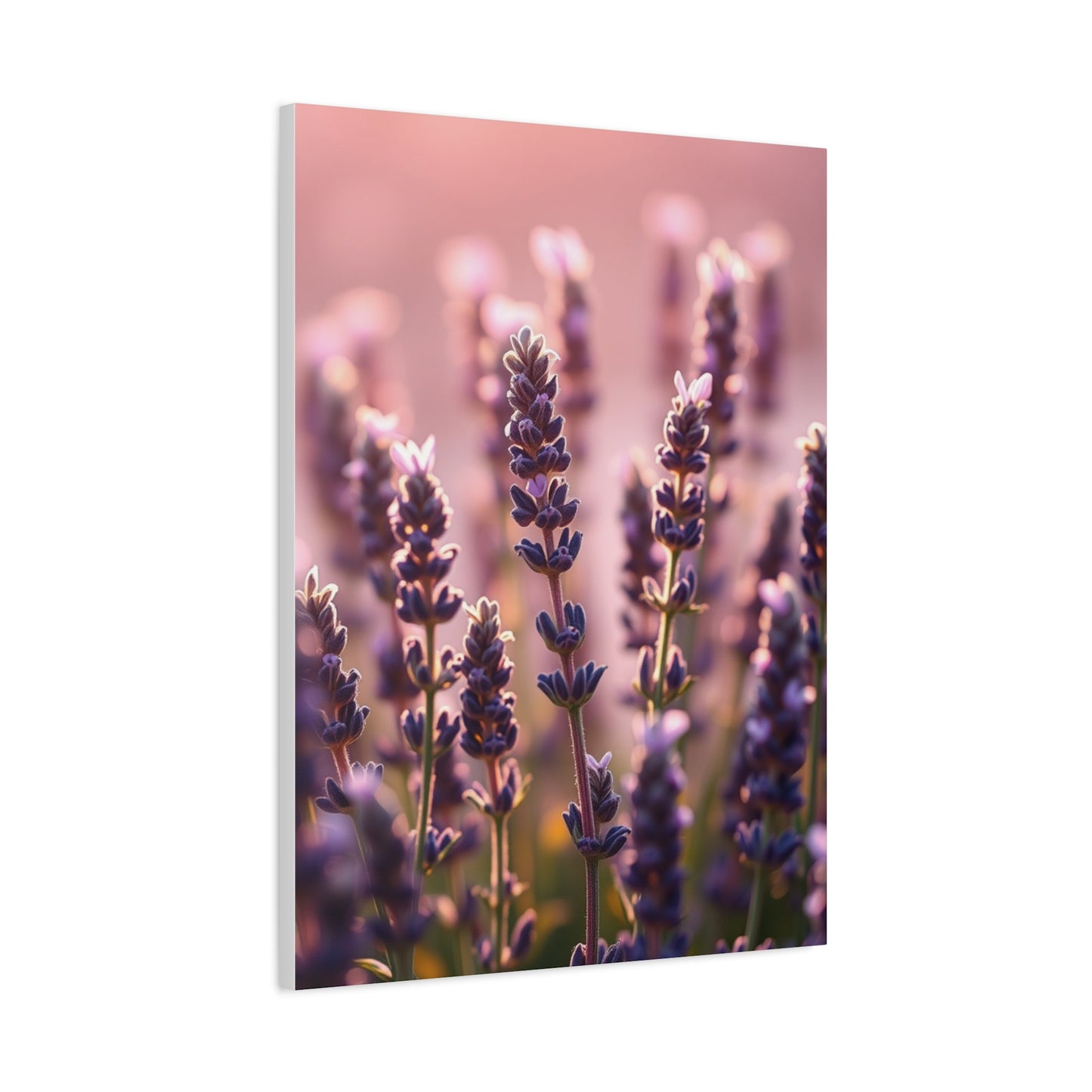Collection Lavender Herb Art Art Wall Art & Canvas Print