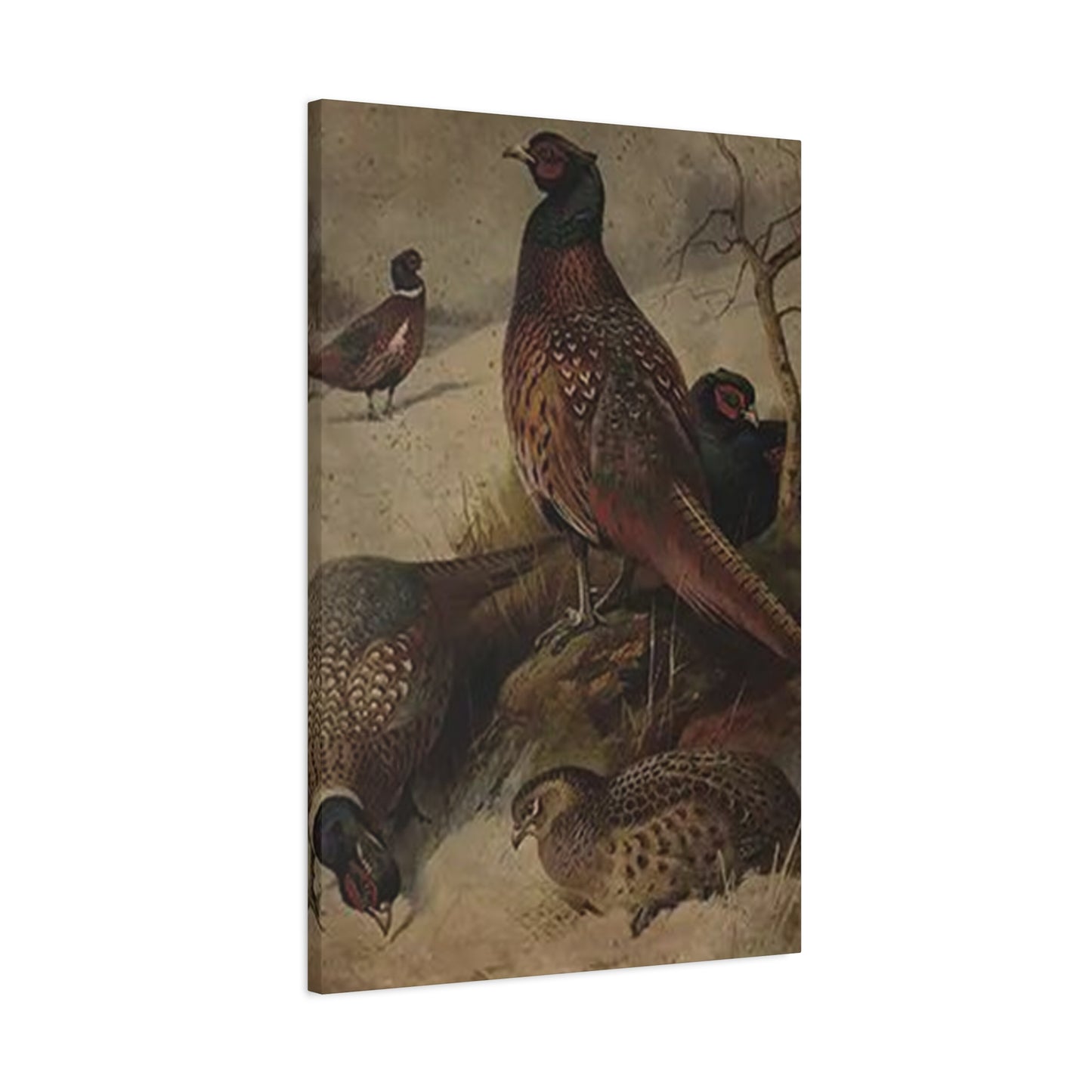 Pheasant Poster Wall Art & Canvas Prints