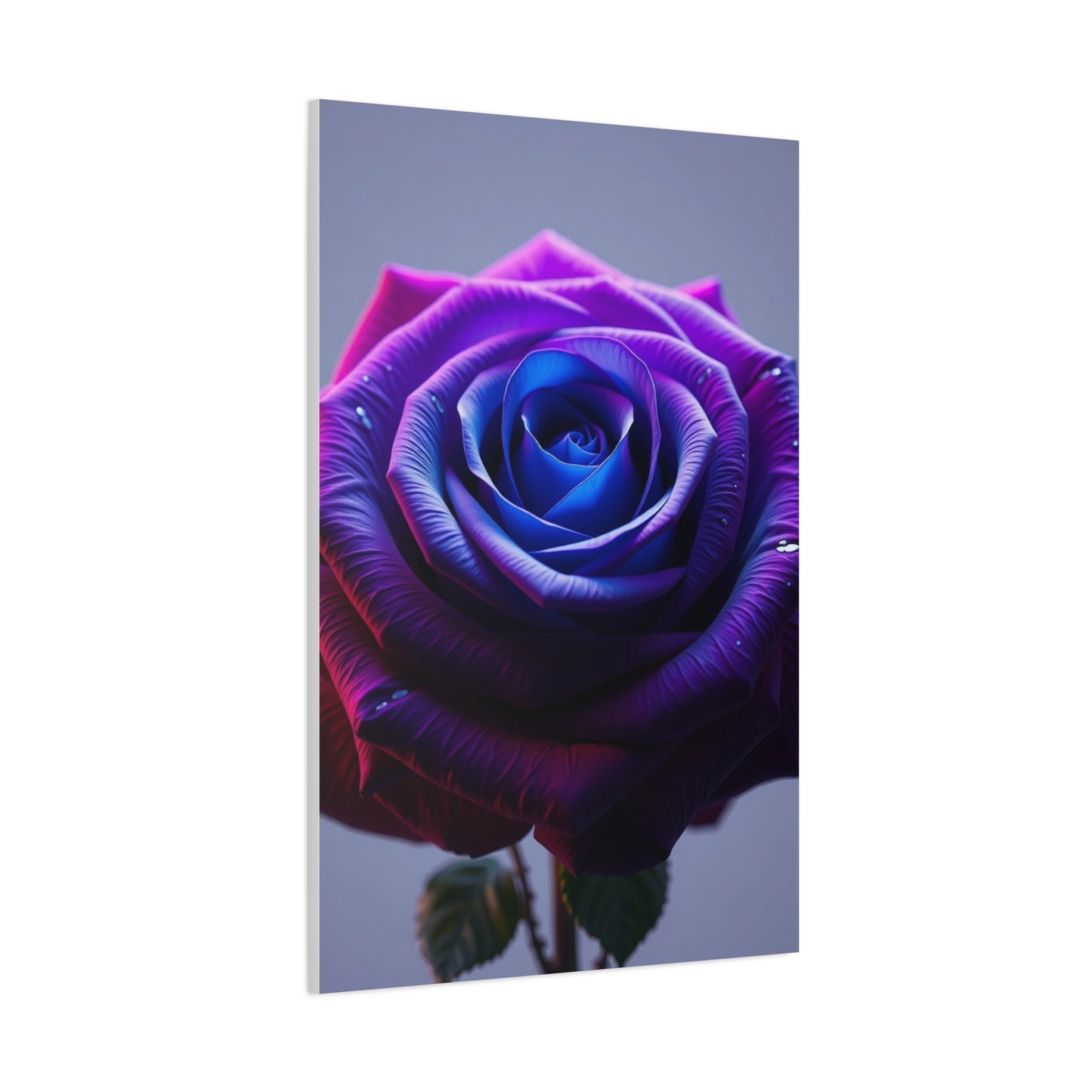 Elite Rose Art Vision Wall Art & Canvas Print