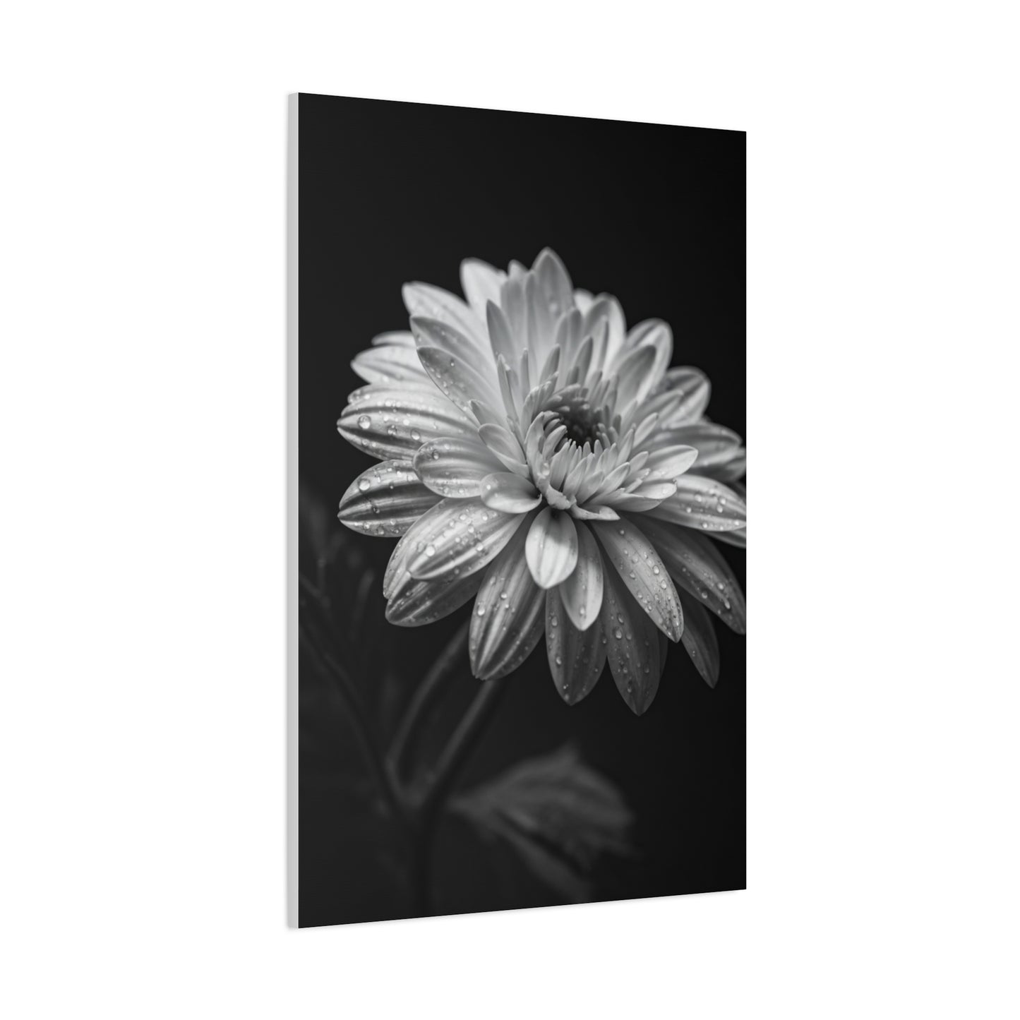 Peony Elegance in Monochrome Wall Art & Canvas Prints