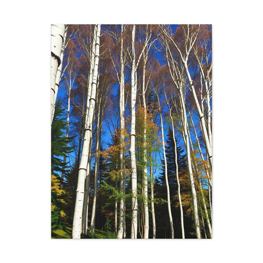Supreme Aspen Tree Art Collection Wall Art & Canvas Print