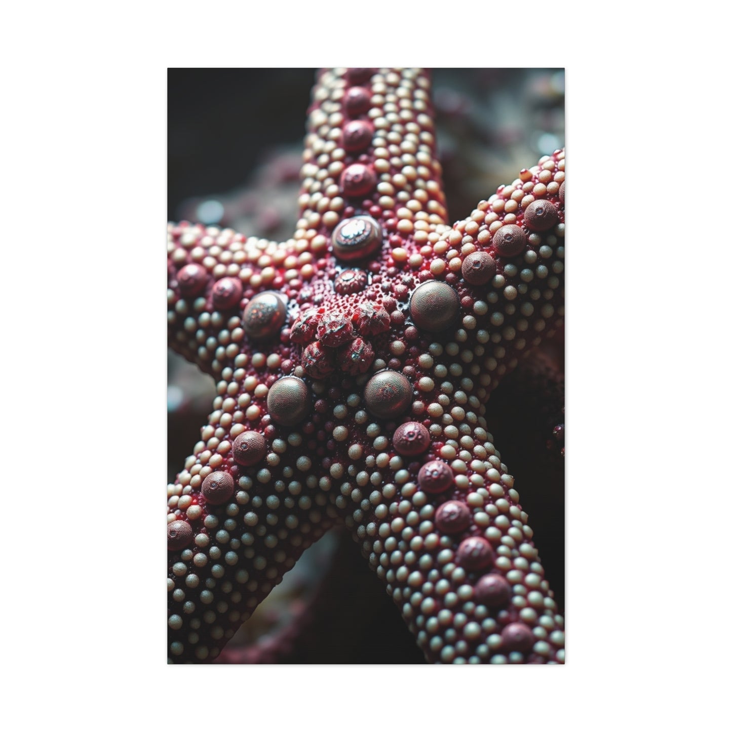 Starfish Art Luxury Canvas Wall Art & Canvas Print
