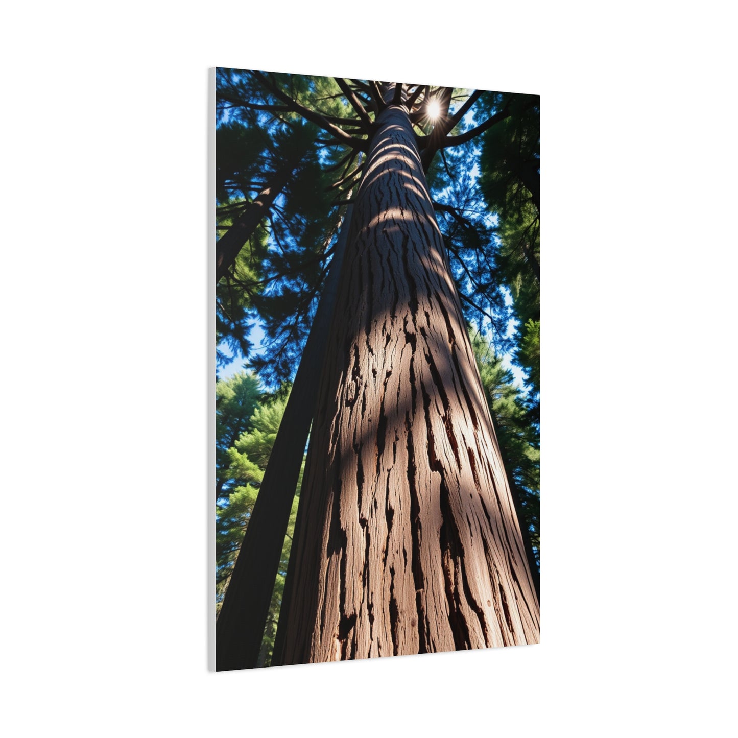 Redwood Tree Art Supreme Gallery Wall Art & Canvas Print