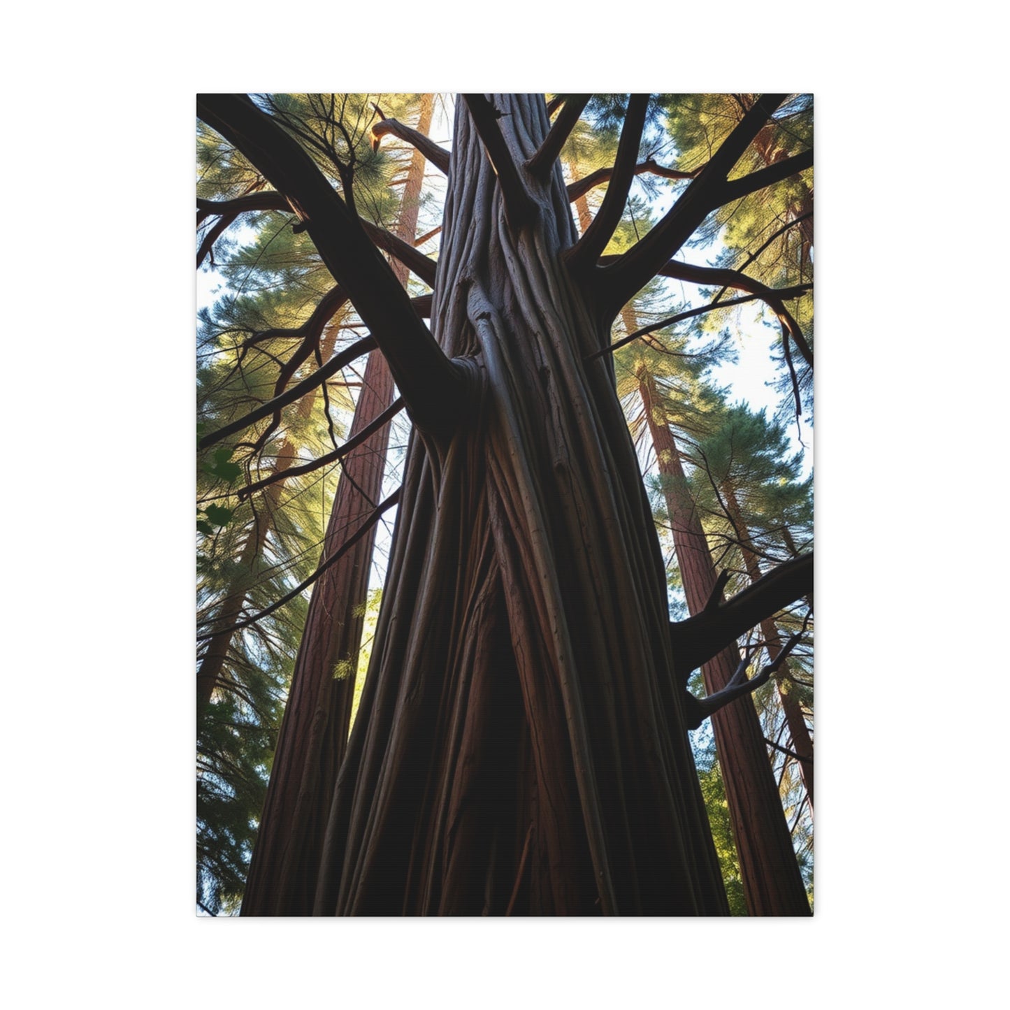 Elite Redwood Tree Art Vision Wall Art & Canvas Print