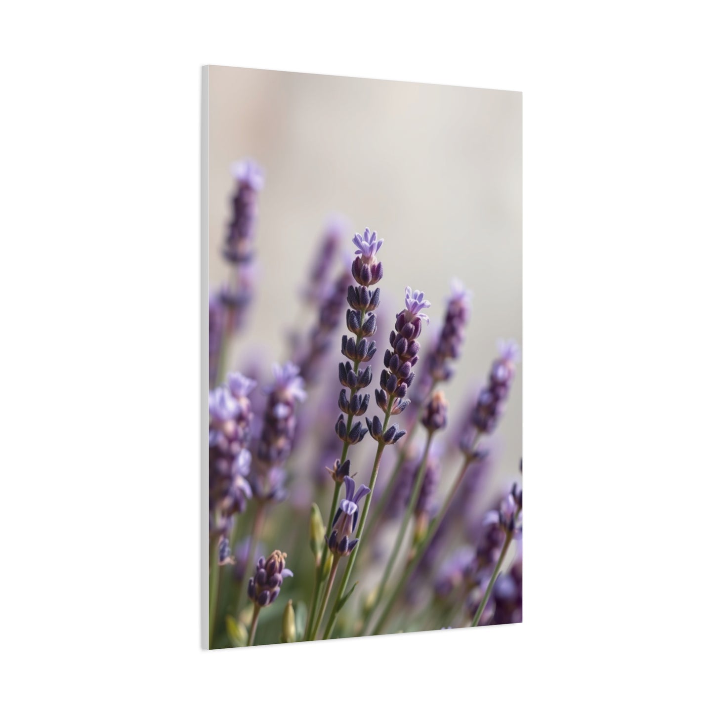 Lavender Herb Art Supreme Gallery Wall Art & Canvas Print