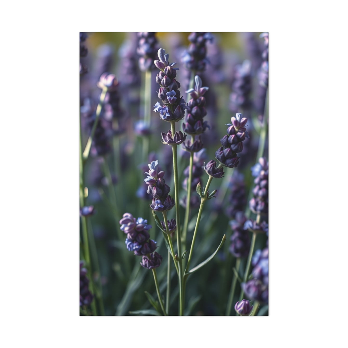 Supreme Lavender Herb Art Collection Wall Art & Canvas Print