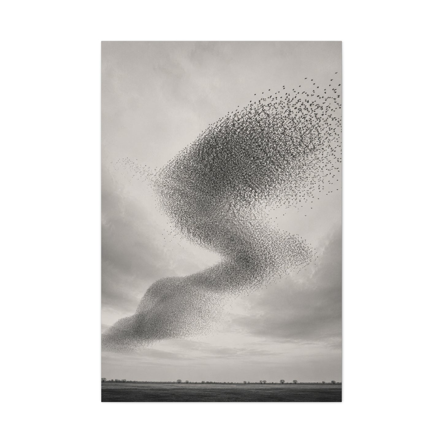 Murmuration Love Formation Monochrome Wall Art & Canvas Print
