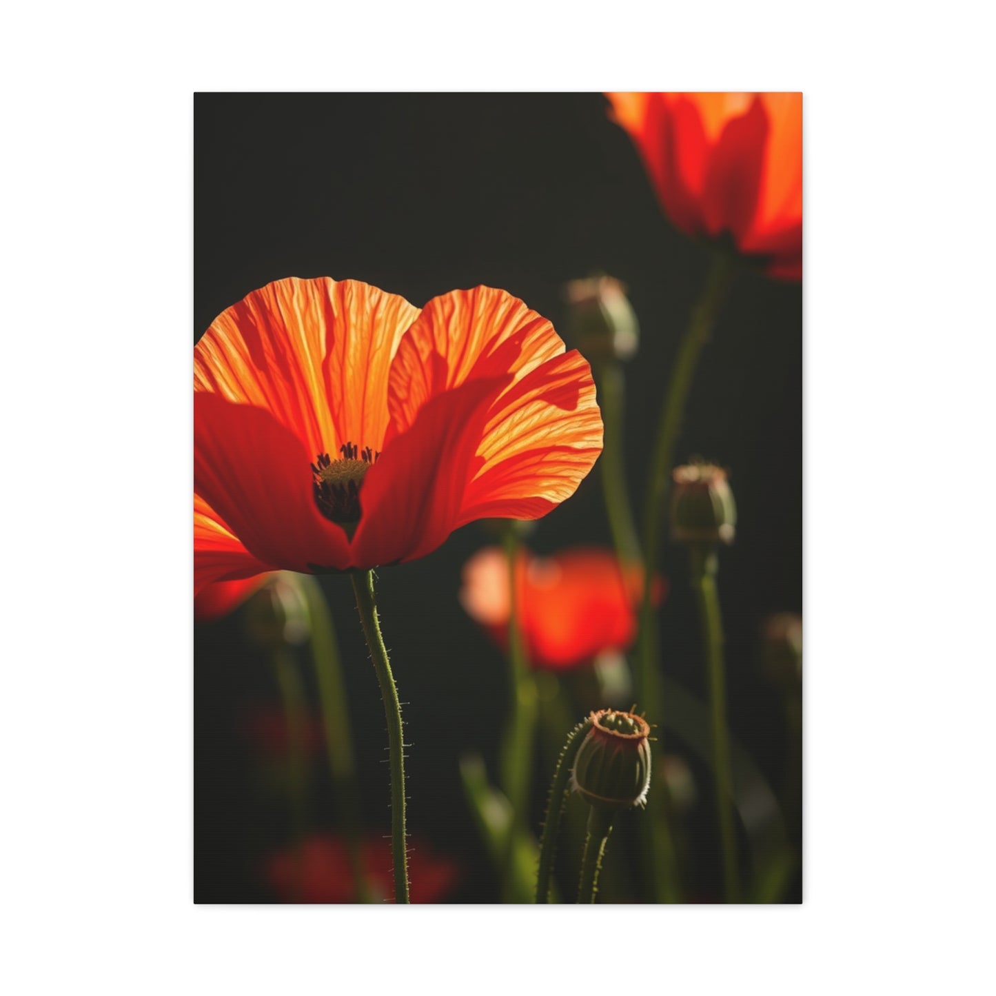Poppy Flower Art Luxury Canvas Wall Art & Canvas Print