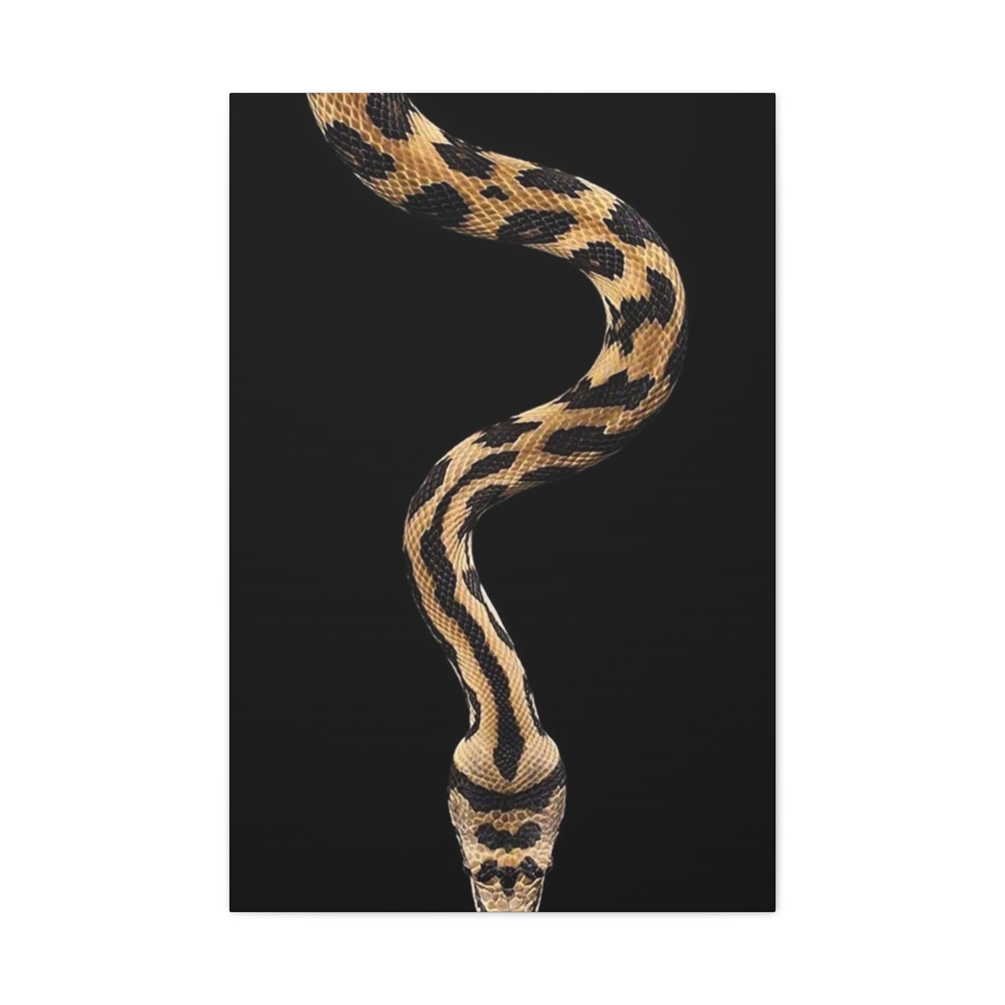 Snake On Black Poster Wall Art & Canvas Prints
