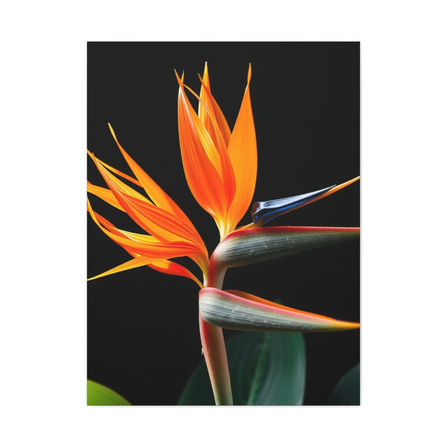 Bird of Paradise Plant Art Luxury Canvas Wall Art & Canvas Print