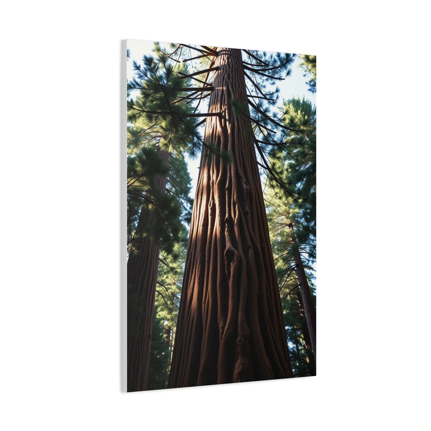 Redwood Tree Art Supreme Gallery Wall Art & Canvas Print