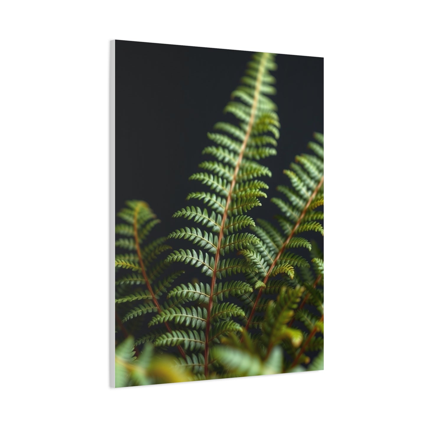 Fern Art Supreme Gallery Wall Art & Canvas Print