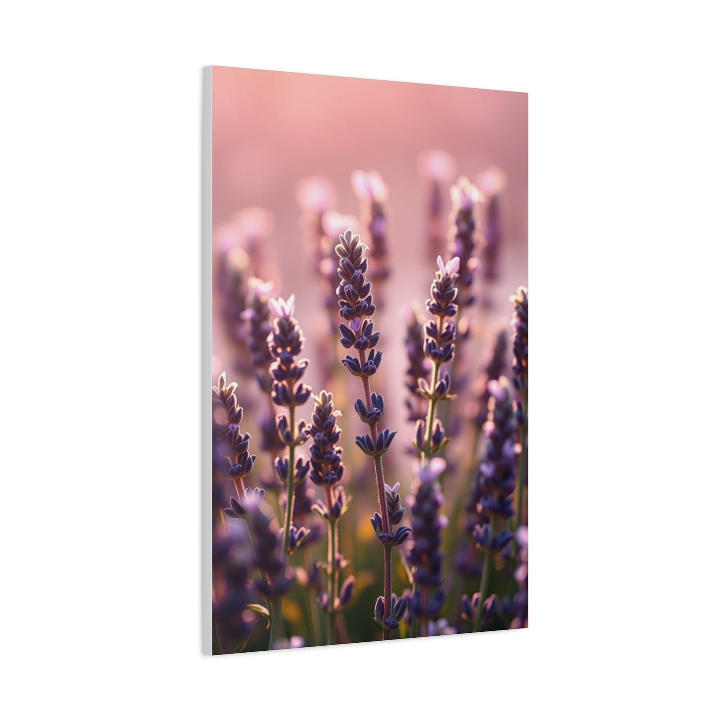 Collection Lavender Herb Art Art Wall Art & Canvas Print