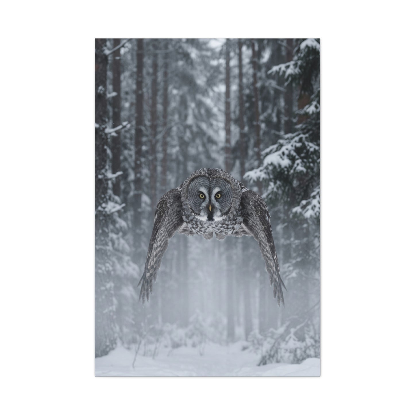 Great Grey Owl Winter Flight Wall Art & Canvas Print