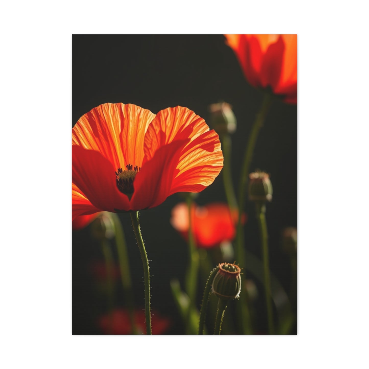 Poppy Flower Art Luxury Canvas Wall Art & Canvas Print