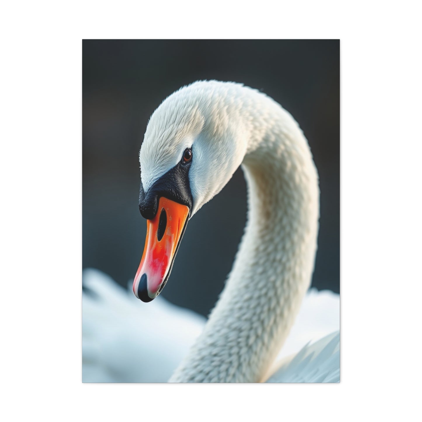 Swan Art Supreme Gallery Wall Art & Canvas Print