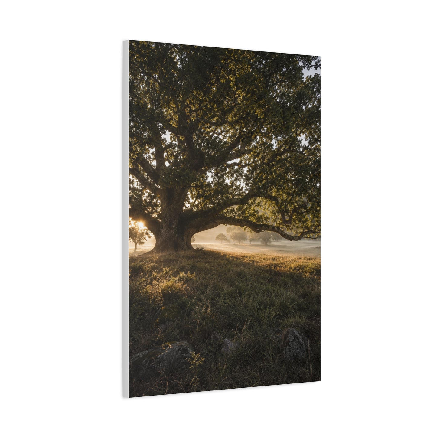 Ancient Oak Golden Dawn Landscape Trees Wall Art & Canvas Print