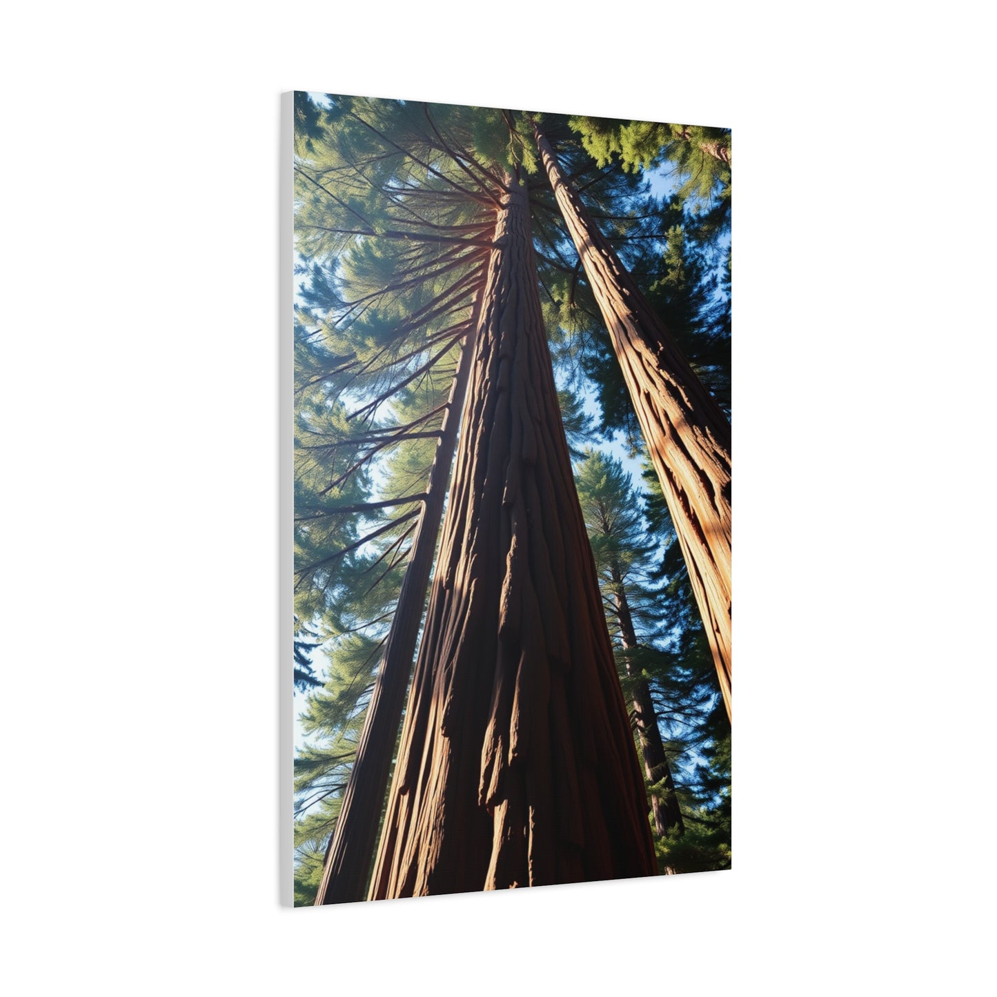 Vision Redwood Tree Art Art Wall Art & Canvas Print
