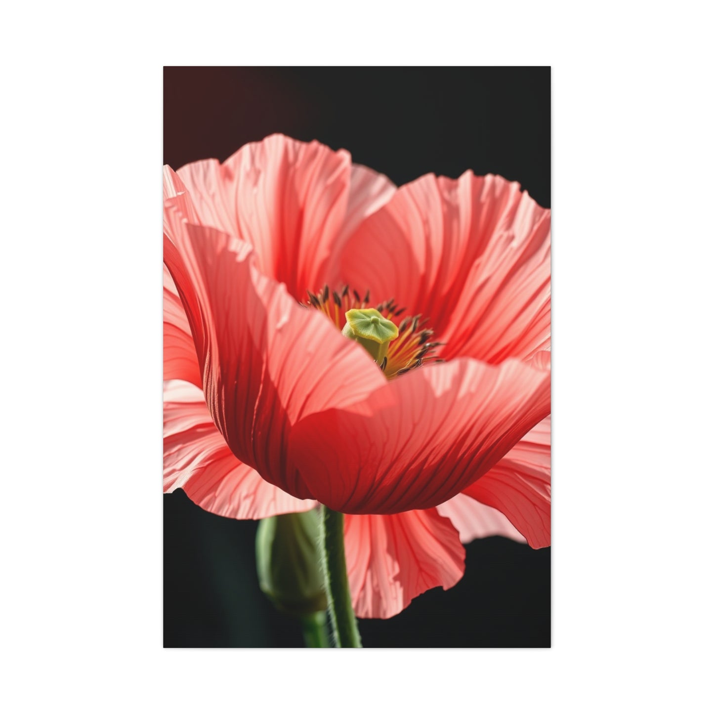 Supreme Poppy Flower Art Collection Wall Art & Canvas Print