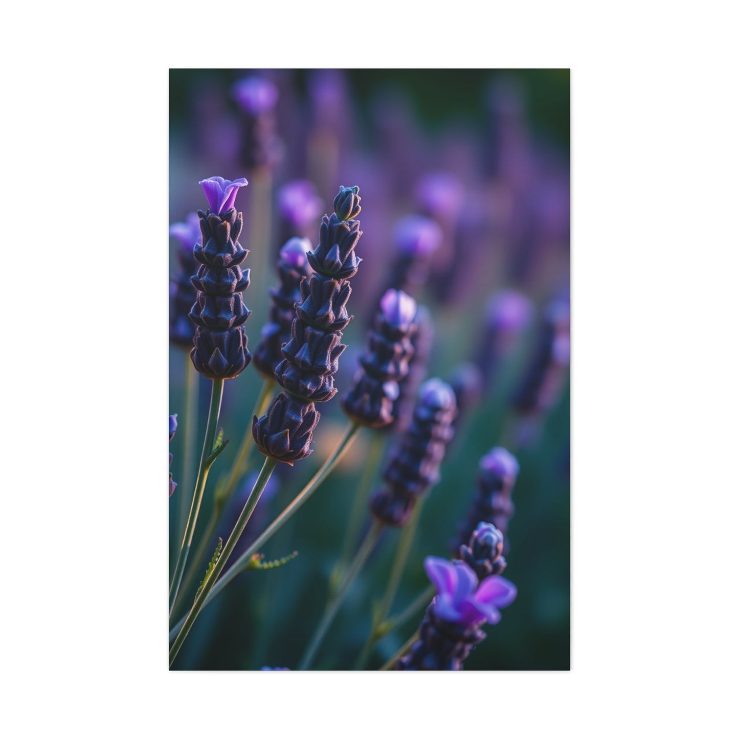Supreme Lavender Herb Art Collection Wall Art & Canvas Print