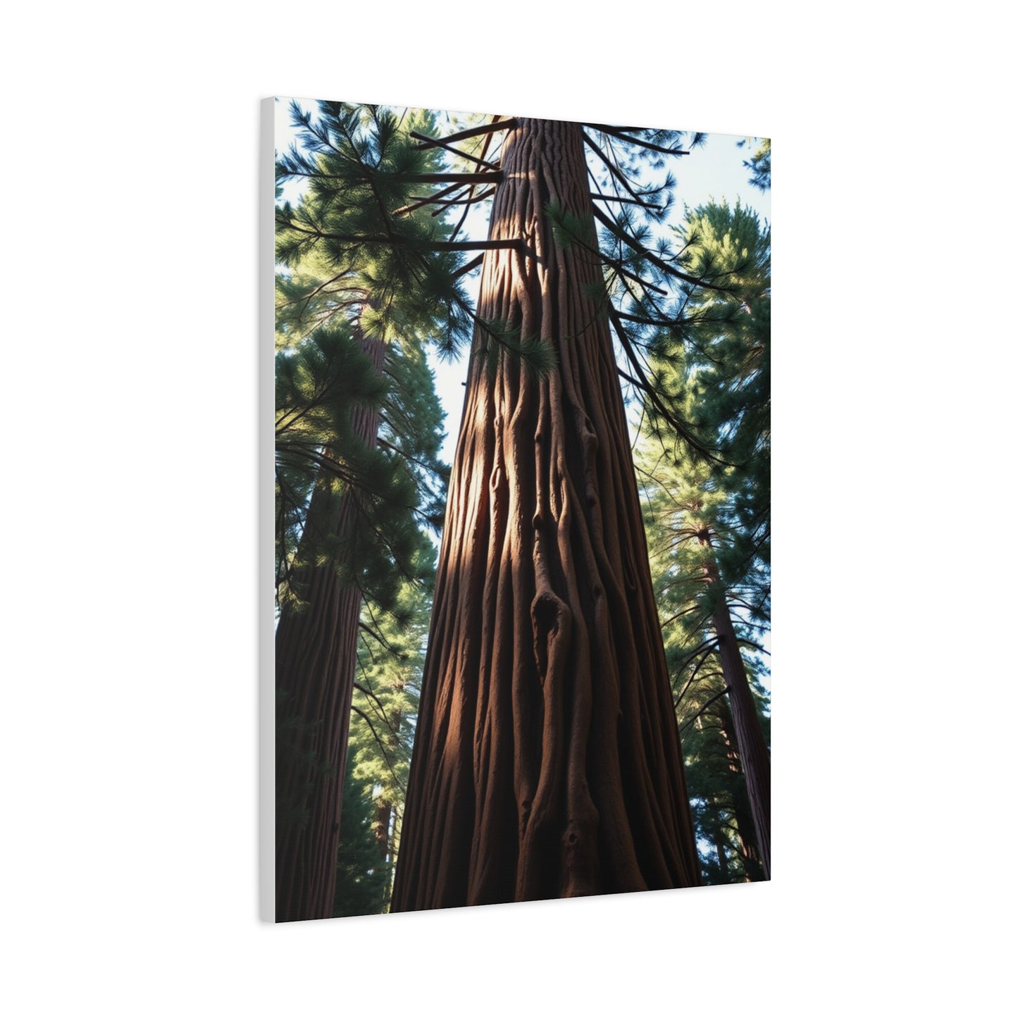Redwood Tree Art Supreme Gallery Wall Art & Canvas Print