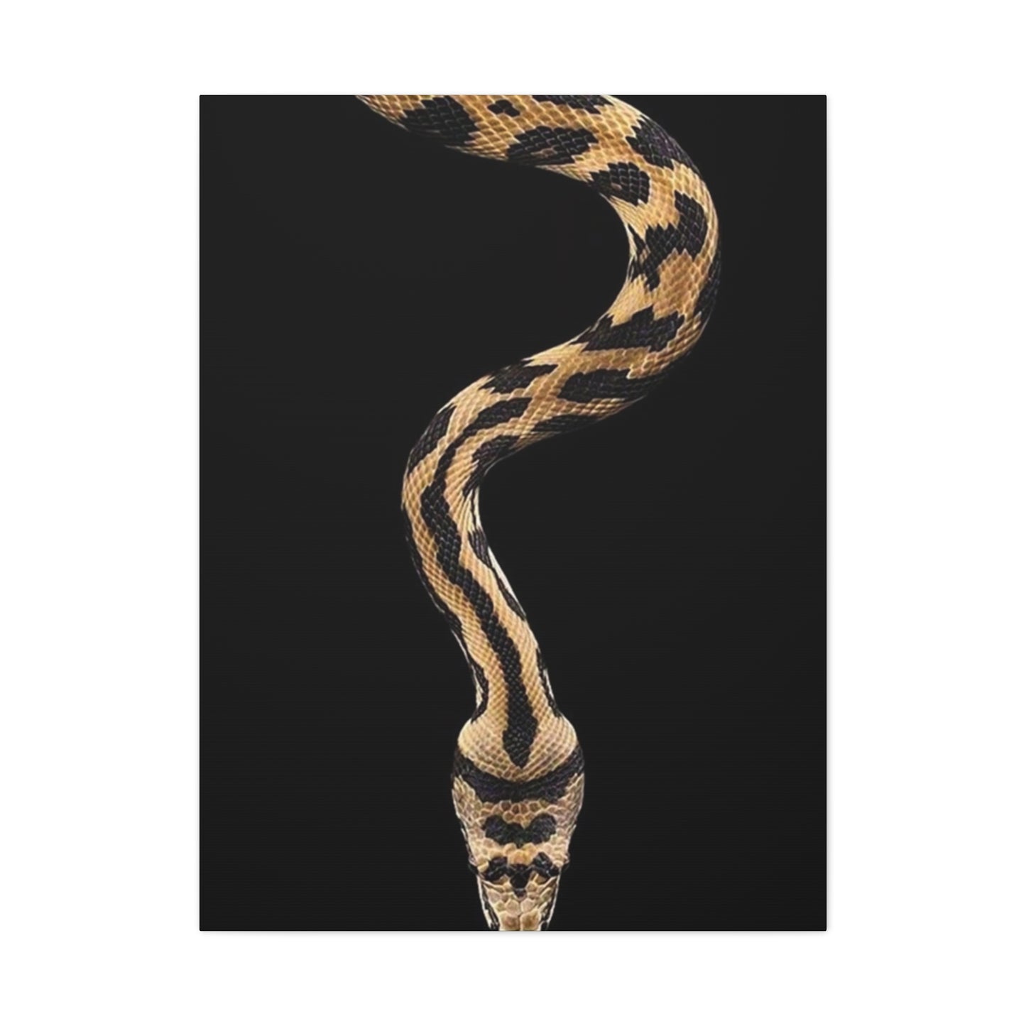 Snake On Black Poster Wall Art & Canvas Prints