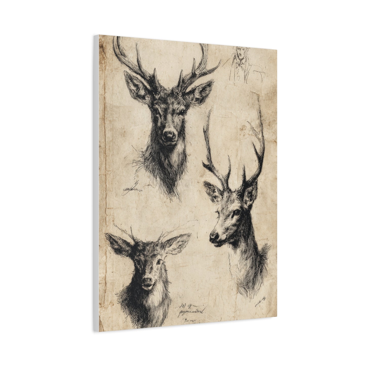 Vintage Natural History Deer Study Wall Art & Canvas Print