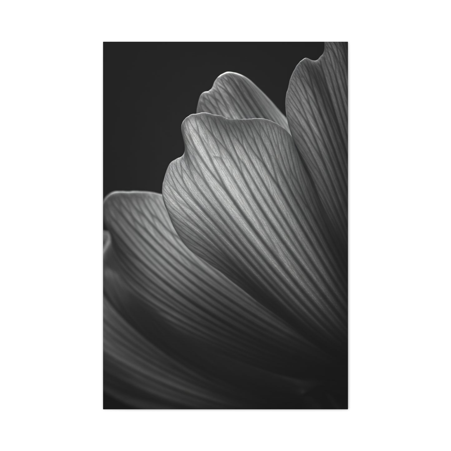 Sculpted Daffodil Bloom Study Wall Art & Canvas Prints