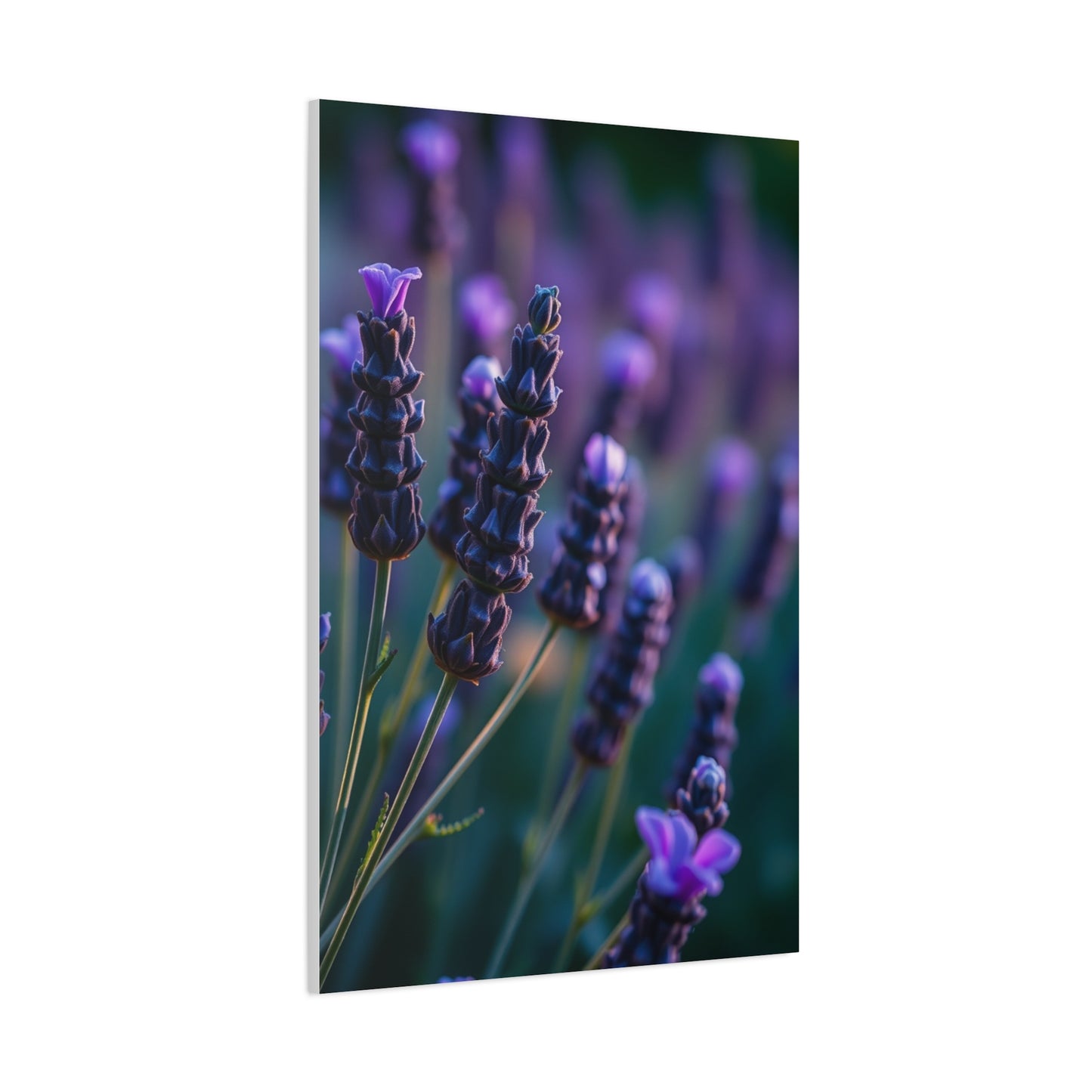 Supreme Lavender Herb Art Collection Wall Art & Canvas Print