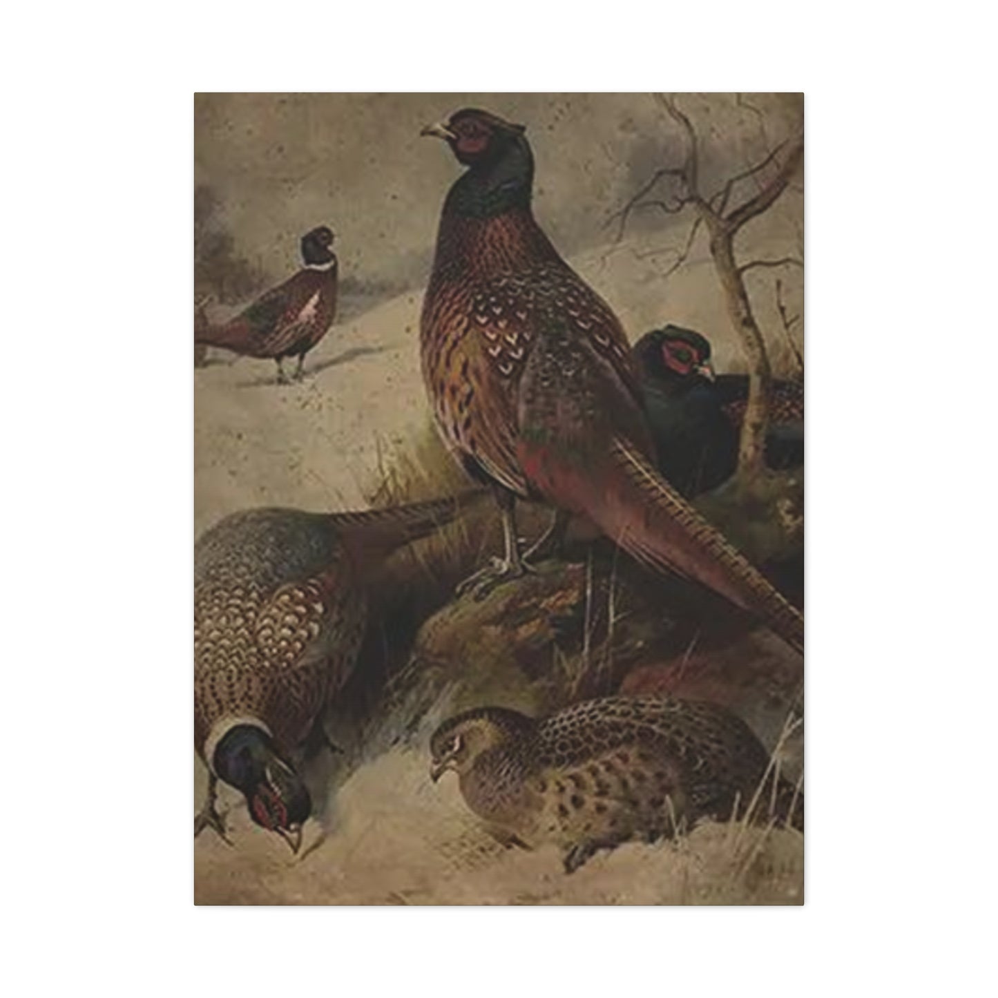 Pheasant Poster Wall Art & Canvas Prints
