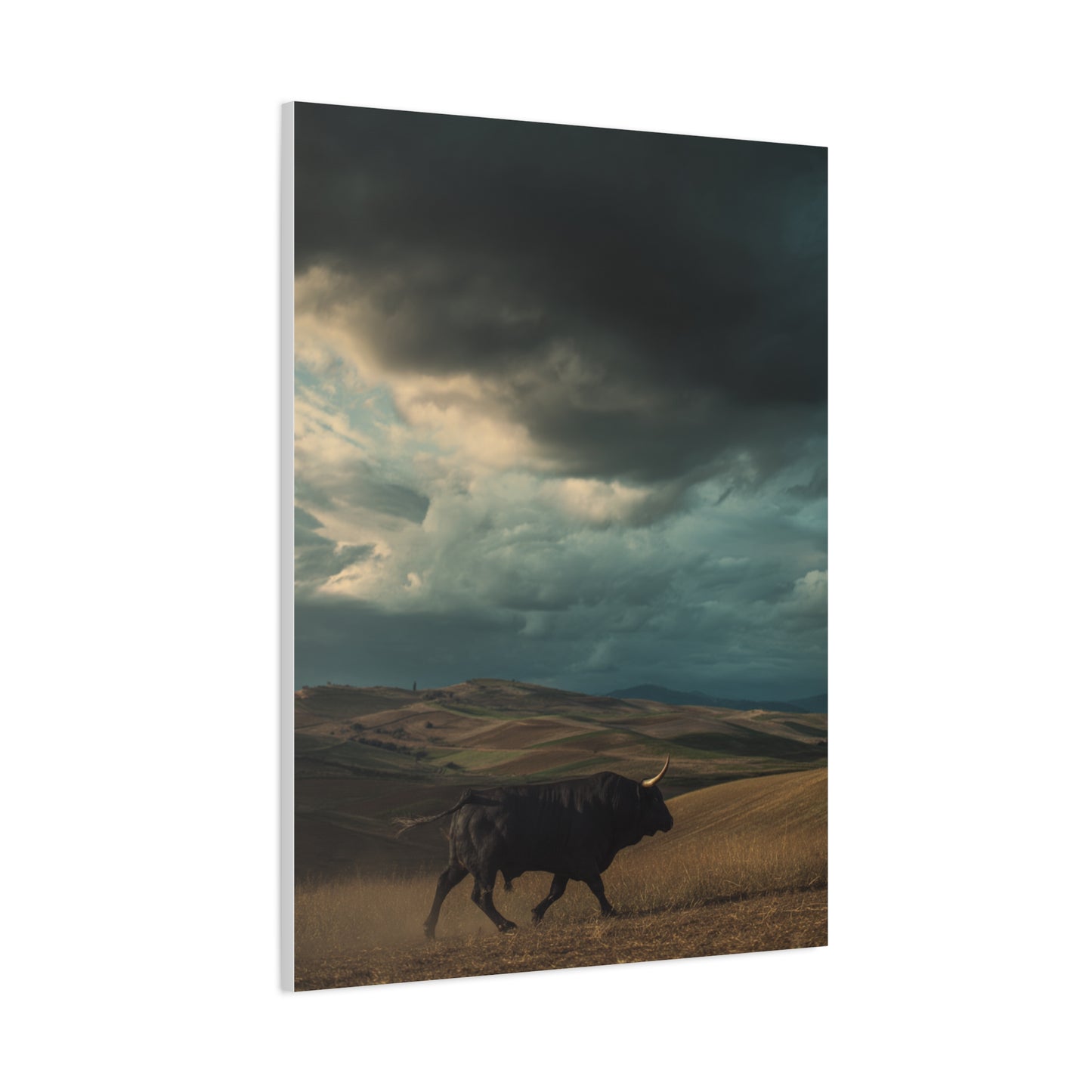 Storm Valley Black Bull Wall Art & Canvas Print