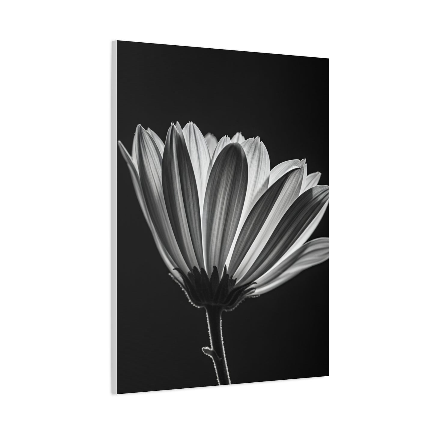 Classic Gerbera Bloom in Shadow Wall Art & Canvas Prints
