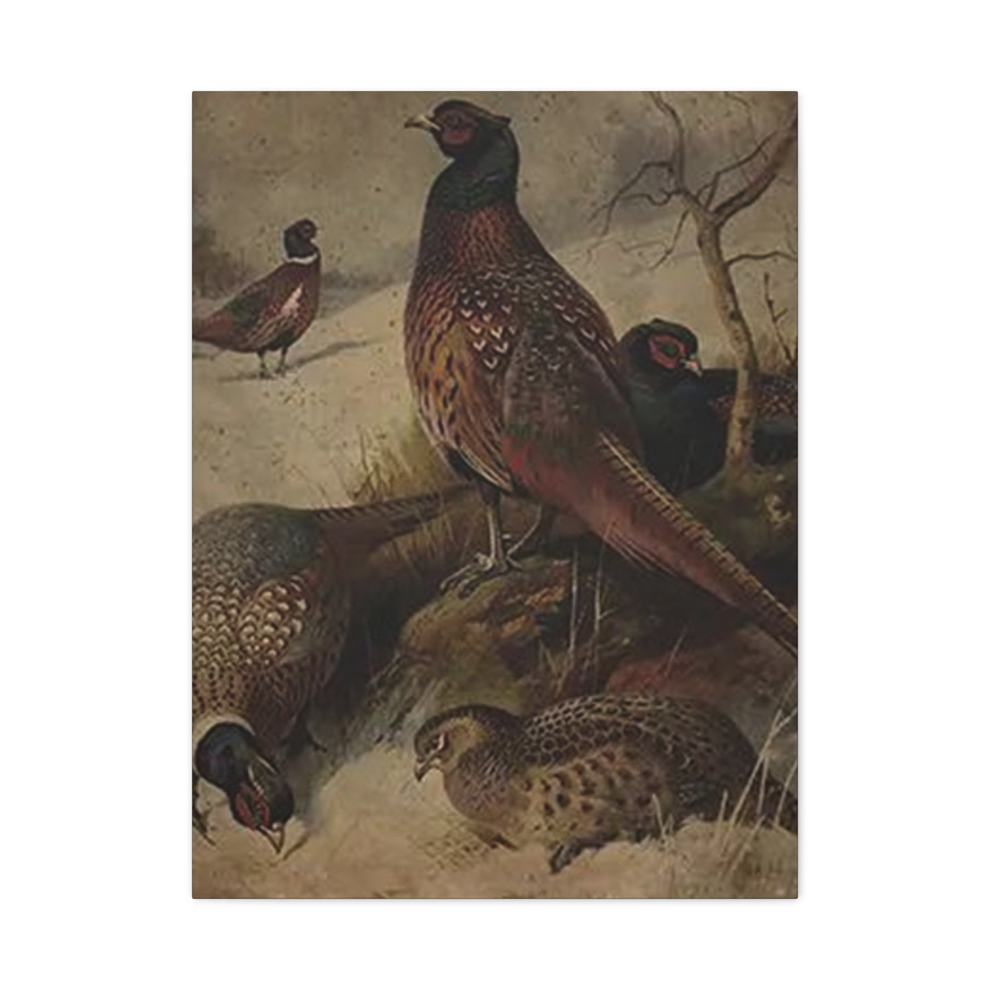 Pheasant Poster Wall Art & Canvas Prints