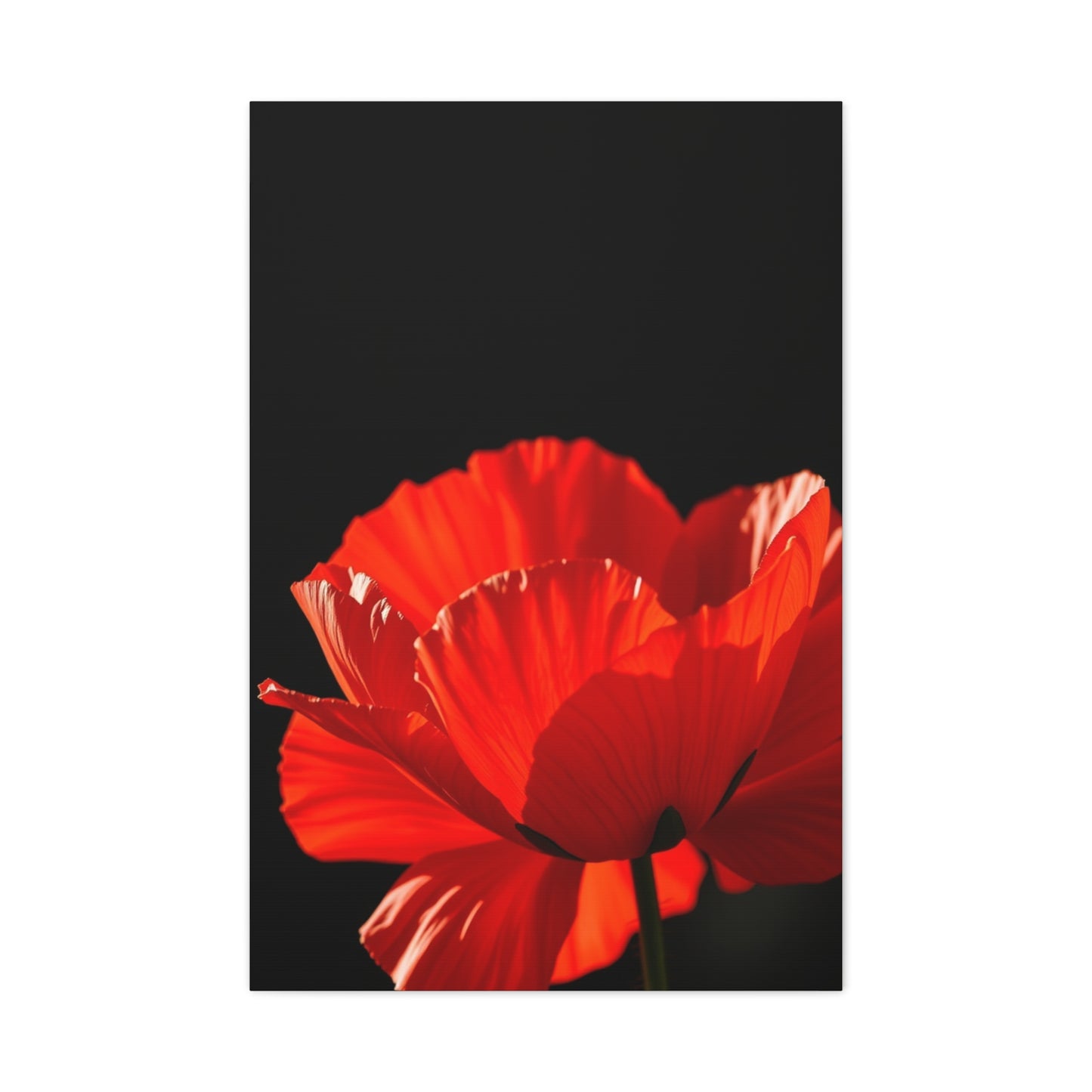 Supreme Poppy Flower Art Collection Wall Art & Canvas Print
