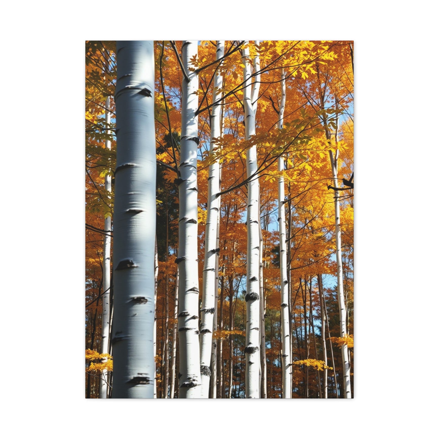 Collection Aspen Tree Art Art Wall Art & Canvas Print