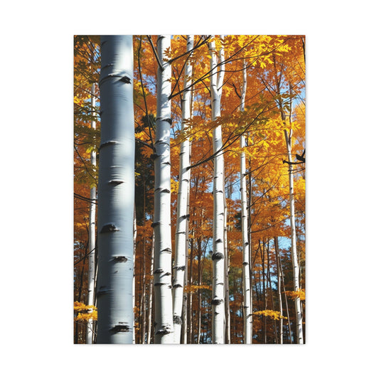 Collection Aspen Tree Art Art Wall Art & Canvas Print