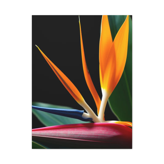 Collection Bird of Paradise Plant Art Art Wall Art & Canvas Print