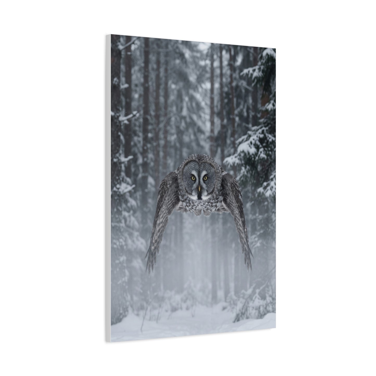 Great Grey Owl Winter Flight Wall Art & Canvas Print
