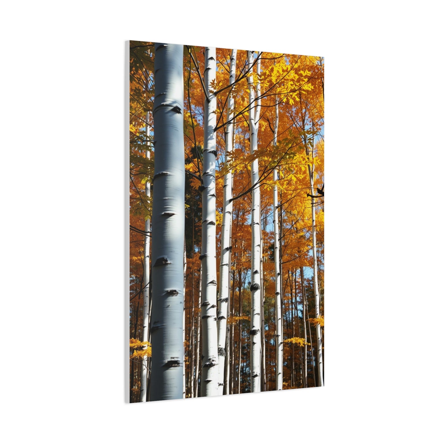 Collection Aspen Tree Art Art Wall Art & Canvas Print