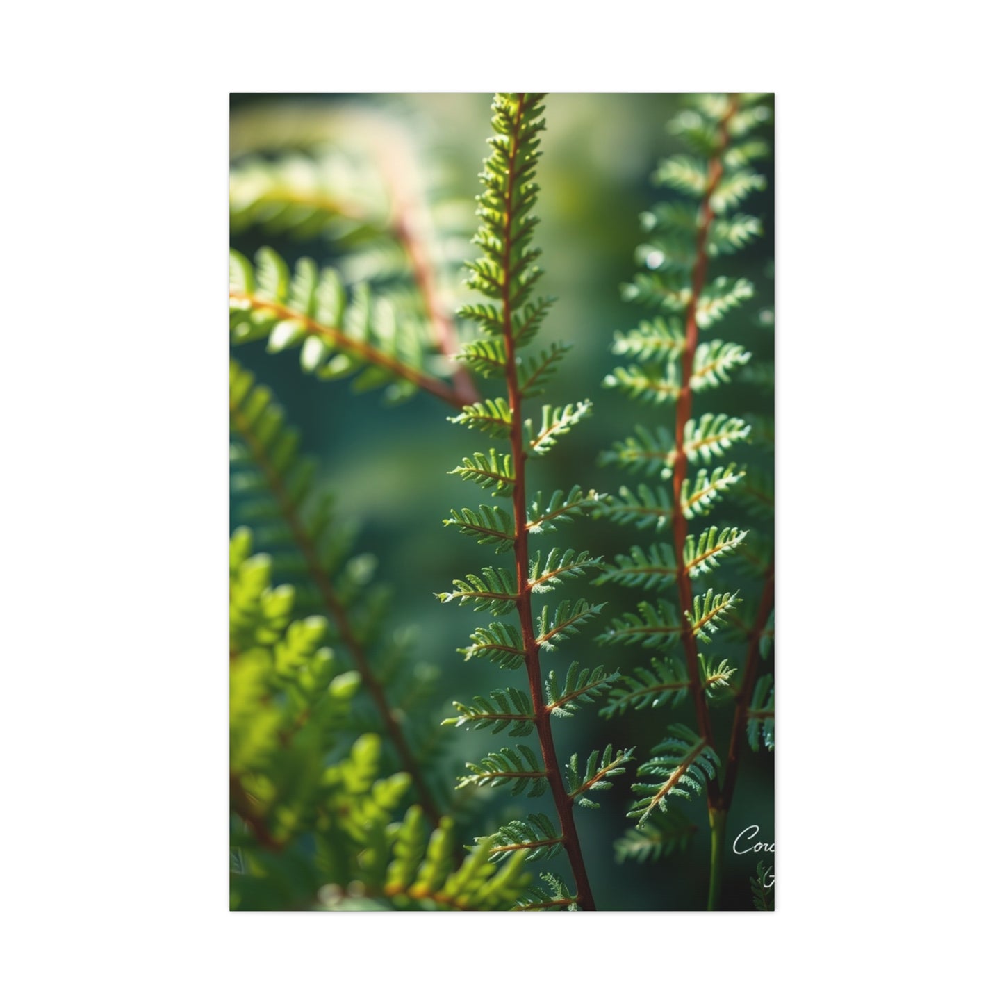 Fern Art Supreme Gallery Wall Art & Canvas Print